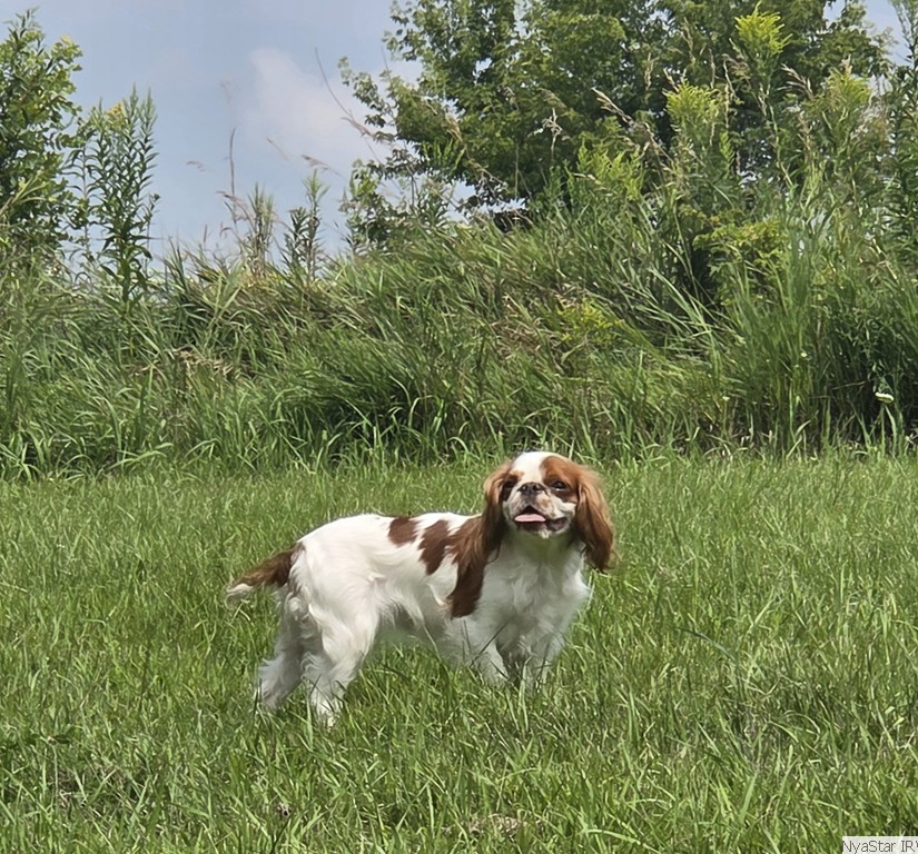 English Toy Spaniel: Ashton Winmar I've Got a Dream