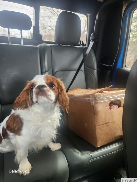 English Toy Spaniel Puppy