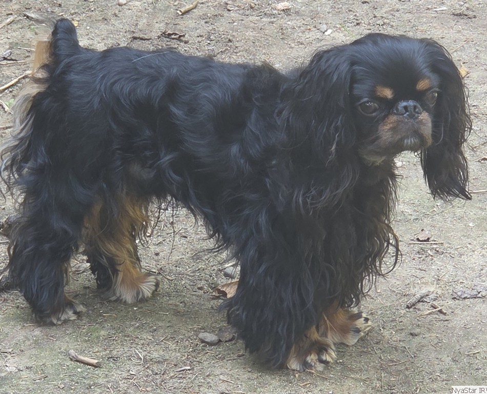 English Toy Spaniel:: Luvn Chr-Lys a Diamond Thief