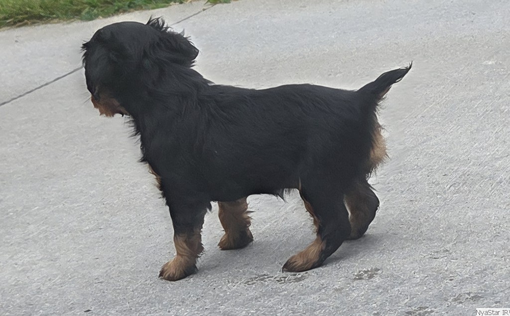 Luna, NyaStar's Fly Me to the Moon, Irish Red & White Setter