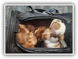 English Toy Spaniel (1)