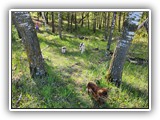 English Toy Spaniel (103)