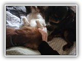 English Toy Spaniel (108)