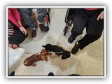 English Toy Spaniel (11)