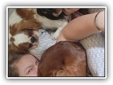 English Toy Spaniel (110)