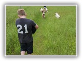 English Toy Spaniel (117)