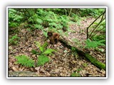 English Toy Spaniel (119)