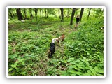 English Toy Spaniel (124)