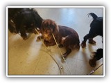 English Toy Spaniel (13)