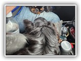 English Toy Spaniel (133)
