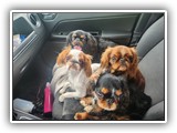 English Toy Spaniel (135)