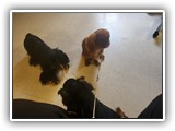 English Toy Spaniel (14)