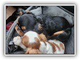 English Toy Spaniel (16)