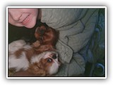 English Toy Spaniel (17)