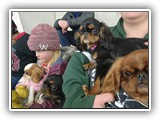 English Toy Spaniel (24)