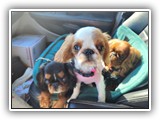 English Toy Spaniel (26)