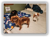 English Toy Spaniel (29)