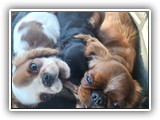 English Toy Spaniel (31)