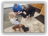 English Toy Spaniel (34)