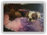 English Toy Spaniel (50)