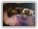 English Toy Spaniel (51)