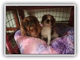 English Toy Spaniel (54)