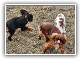 English Toy Spaniel (57)