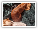 English Toy Spaniel (62)
