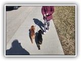 English Toy Spaniel (69)