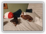 English Toy Spaniel (7)