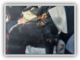 English Toy Spaniel (71)