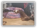 English Toy Spaniel (78)