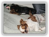 English Toy Spaniel (80)