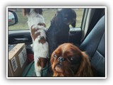 English Toy Spaniel (89)