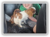 English Toy Spaniel (90)