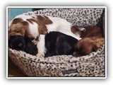 English Toy Spaniel (97)