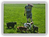 English Toy Spaniel (98)