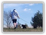 Englsh Toy Spaniel (101)
