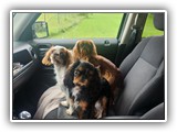 Englsh Toy Spaniel (13)
