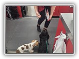 Englsh Toy Spaniel (153)