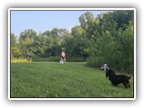 Englsh Toy Spaniel (212)