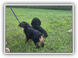 Englsh Toy Spaniel (222)