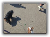 Englsh Toy Spaniel (28)