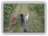 Englsh Toy Spaniel (307)
