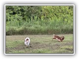 Englsh Toy Spaniel (328)