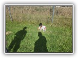 Englsh Toy Spaniel (34)