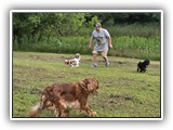 Englsh Toy Spaniel (360)