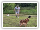 Englsh Toy Spaniel (361)