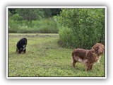 Englsh Toy Spaniel (362)