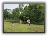 Englsh Toy Spaniel (368)